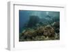 A Scuba Diver Swims Above a Beautiful Coral Reef in Indonesia-Stocktrek Images-Framed Photographic Print