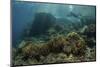 A Scuba Diver Swims Above a Beautiful Coral Reef in Indonesia-Stocktrek Images-Mounted Photographic Print