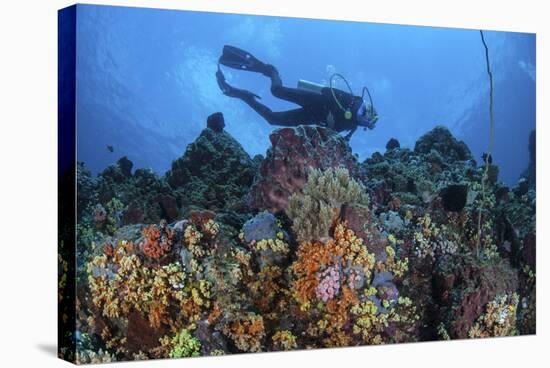 A Scuba Diver Swims Above a Colorful Coral Reef Near Sulawesi, Indonesia-Stocktrek Images-Stretched Canvas