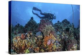 A Scuba Diver Swims Above a Colorful Coral Reef Near Sulawesi, Indonesia-Stocktrek Images-Stretched Canvas