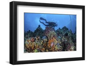 A Scuba Diver Swims Above a Colorful Coral Reef Near Sulawesi, Indonesia-Stocktrek Images-Framed Photographic Print