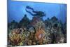 A Scuba Diver Swims Above a Colorful Coral Reef Near Sulawesi, Indonesia-Stocktrek Images-Mounted Photographic Print
