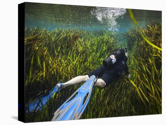 A Scuba Diver Swims Through an Underwater Field of Tape Grass-null-Stretched Canvas