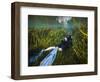 A Scuba Diver Swims Through an Underwater Field of Tape Grass-null-Framed Art Print