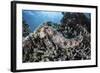 A Sea Cucumber Clings to a Reef in Alor, Indonesia-Stocktrek Images-Framed Photographic Print