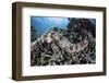 A Sea Cucumber Clings to a Reef in Alor, Indonesia-Stocktrek Images-Framed Photographic Print