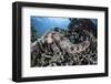 A Sea Cucumber Clings to a Reef in Alor, Indonesia-Stocktrek Images-Framed Photographic Print