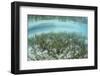 A Sea Grass Meadow Grows in the Shallow Water of Raja Ampat-Stocktrek Images-Framed Photographic Print