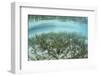 A Sea Grass Meadow Grows in the Shallow Water of Raja Ampat-Stocktrek Images-Framed Photographic Print