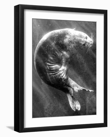 A Sea Lion Underwater with Sunlight Streaming Through-Don Mennig-Framed Premium Photographic Print