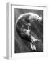 A Sea Lion Underwater with Sunlight Streaming Through-Don Mennig-Framed Premium Photographic Print