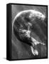 A Sea Lion Underwater with Sunlight Streaming Through-Don Mennig-Framed Stretched Canvas