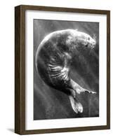 A Sea Lion Underwater with Sunlight Streaming Through-Don Mennig-Framed Photographic Print