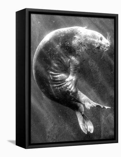 A Sea Lion Underwater with Sunlight Streaming Through-Don Mennig-Framed Stretched Canvas
