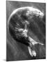 A Sea Lion Underwater with Sunlight Streaming Through-Don Mennig-Mounted Photographic Print