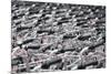 A sea of identical bike handles, China, Asia-Andreas Brandl-Mounted Photographic Print