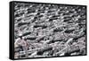 A sea of identical bike handles, China, Asia-Andreas Brandl-Framed Stretched Canvas