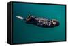 A sea otter is floating on its back, Seward. Alaska-null-Framed Stretched Canvas