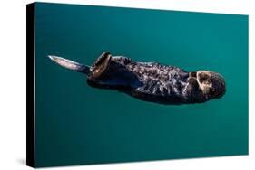 A sea otter is floating on its back, Seward. Alaska-null-Stretched Canvas