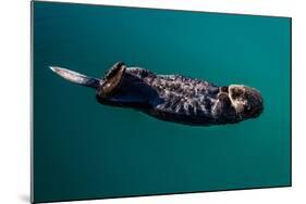 A sea otter is floating on its back, Seward. Alaska-null-Mounted Photographic Print