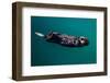 A sea otter is floating on its back, Seward. Alaska-null-Framed Photographic Print