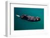 A sea otter is floating on its back, Seward. Alaska-null-Framed Photographic Print