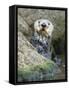 A Sea Otter Looks out from Behind a Rock-null-Framed Stretched Canvas