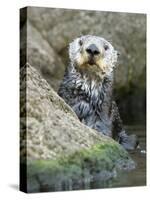 A Sea Otter Looks out from Behind a Rock-null-Stretched Canvas