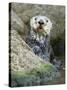 A Sea Otter Looks out from Behind a Rock-null-Stretched Canvas