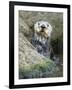 A Sea Otter Looks out from Behind a Rock-null-Framed Photographic Print