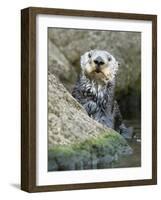 A Sea Otter Looks out from Behind a Rock-null-Framed Photographic Print