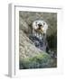 A Sea Otter Looks out from Behind a Rock-null-Framed Photographic Print