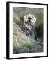 A Sea Otter Looks out from Behind a Rock-null-Framed Photographic Print