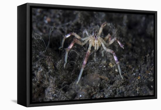 A Sea Spider Crawls Along the Mucky Seafloor-Stocktrek Images-Framed Stretched Canvas