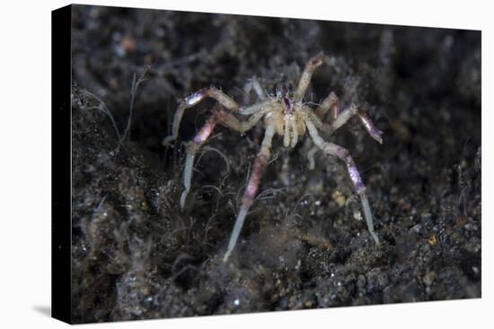 A Sea Spider Crawls Along the Mucky Seafloor-Stocktrek Images-Stretched Canvas