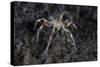A Sea Spider Crawls Along the Mucky Seafloor-Stocktrek Images-Stretched Canvas