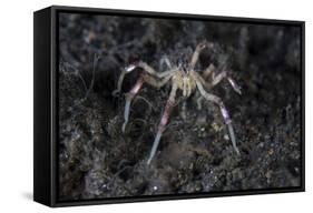 A Sea Spider Crawls Along the Mucky Seafloor-Stocktrek Images-Framed Stretched Canvas