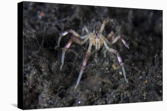 A Sea Spider Crawls Along the Mucky Seafloor-Stocktrek Images-Stretched Canvas