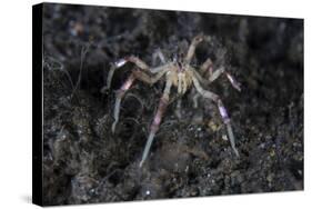 A Sea Spider Crawls Along the Mucky Seafloor-Stocktrek Images-Stretched Canvas