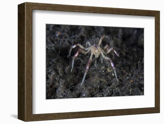 A Sea Spider Crawls Along the Mucky Seafloor-Stocktrek Images-Framed Photographic Print