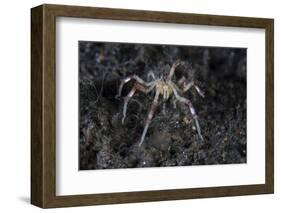 A Sea Spider Crawls Along the Mucky Seafloor-Stocktrek Images-Framed Photographic Print