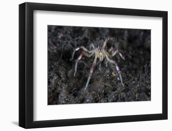 A Sea Spider Crawls Along the Mucky Seafloor-Stocktrek Images-Framed Photographic Print