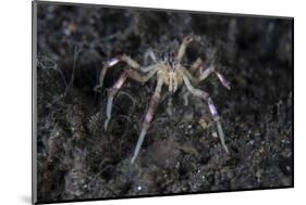 A Sea Spider Crawls Along the Mucky Seafloor-Stocktrek Images-Mounted Photographic Print