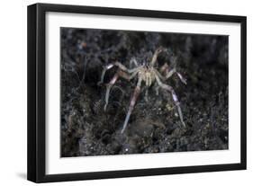 A Sea Spider Crawls Along the Mucky Seafloor-Stocktrek Images-Framed Photographic Print