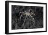A Sea Spider Crawls Along the Mucky Seafloor-Stocktrek Images-Framed Photographic Print