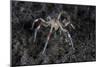 A Sea Spider Crawls Along the Mucky Seafloor-Stocktrek Images-Mounted Photographic Print