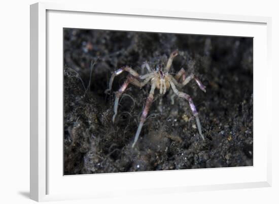 A Sea Spider Crawls Along the Mucky Seafloor-Stocktrek Images-Framed Photographic Print