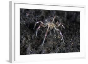 A Sea Spider Crawls Along the Mucky Seafloor-Stocktrek Images-Framed Photographic Print