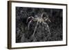 A Sea Spider Crawls Along the Mucky Seafloor-Stocktrek Images-Framed Photographic Print