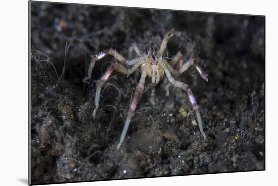 A Sea Spider Crawls Along the Mucky Seafloor-Stocktrek Images-Mounted Photographic Print